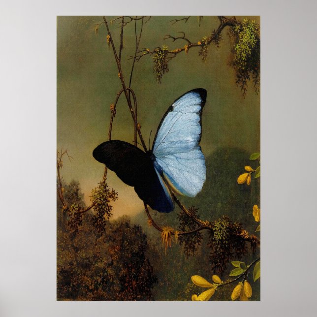 Martin Johnson Heade - Blue Morpho Butterfly Poster (Framsidan)