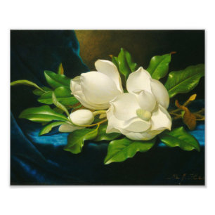 Martin Johnson Heade - Giant Magnolias Fototryck