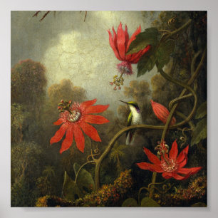 Martin Johnson Heade - Hummingbird och passion Poster