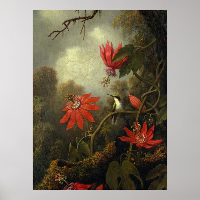 Martin Johnson Heade - Hummingbird Poster (Framsidan)