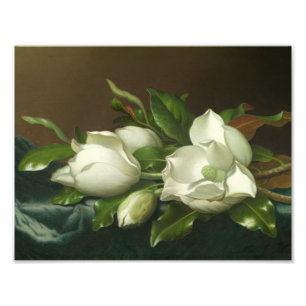 Martin Johnson Heade - Magnolias on Light Blue Fototryck