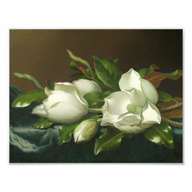 Martin Johnson Heade - Magnolias on Light Blue Fototryck (Framsidan)