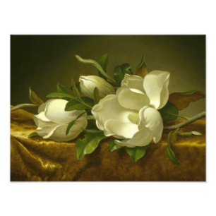 Martin Johnson Heade - Magnolias på Guld Velvet Fototryck