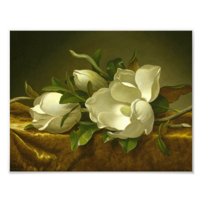 Martin Johnson Heade - Magnolias på Guld Velvet Fototryck (Framsidan)