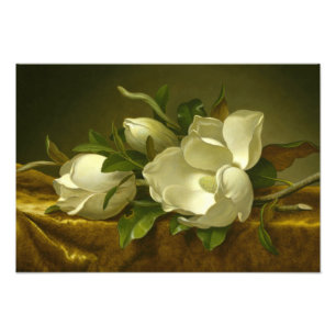 Martin Johnson Heade - Magnolias på Guld Velvet Fototryck