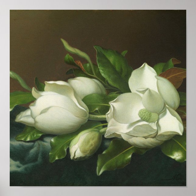 Martin Johnson Heade - Magnolias Poster (Framsidan)