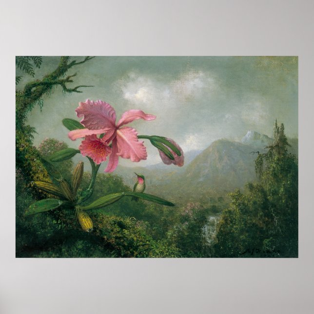 Martin Johnson Heade - Orchid med två Hummingbird Poster (Framsidan)