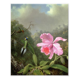 Martin Johnson Heade Orchid och Hummingbird Fototryck