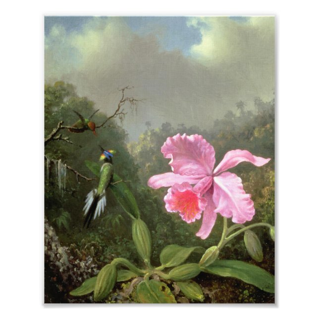 Martin Johnson Heade Orchid och Hummingbird Fototryck (Framsidan)