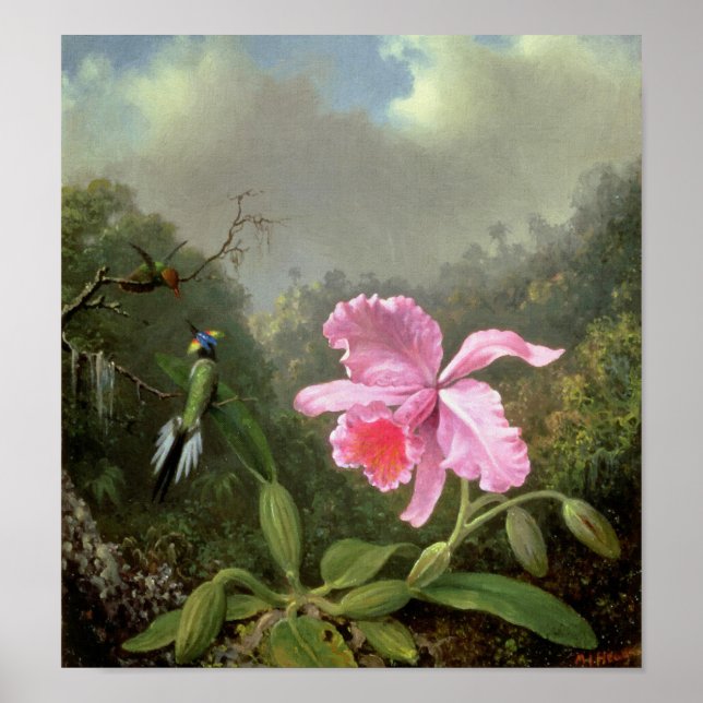 Martin Johnson Heade Orchid och Hummingbird Poster (Framsidan)