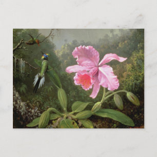 Martin Johnson Heade Orchid och Hummingbird Vykort