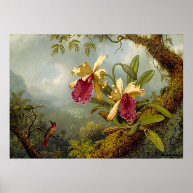 Martin Johnson Heade - Orchids och hummingbird Poster (Framsidan)