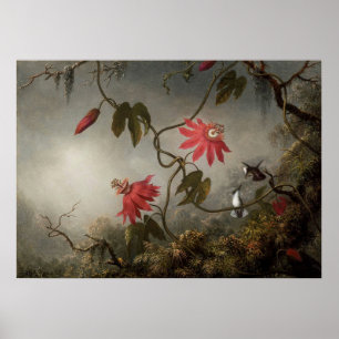 Martin Johnson Heade - Passion Flowers och Humming Poster