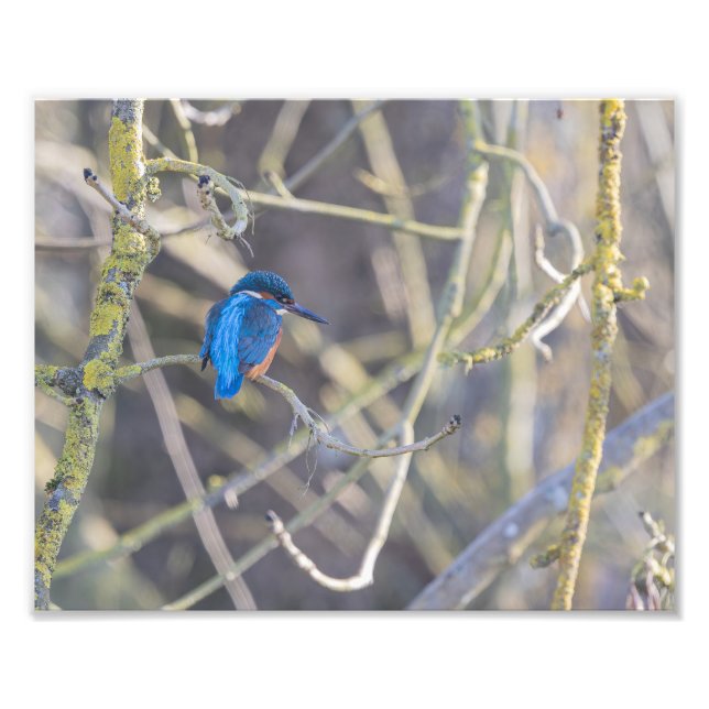 Martin-pêcheur Fototryck (Framsidan)