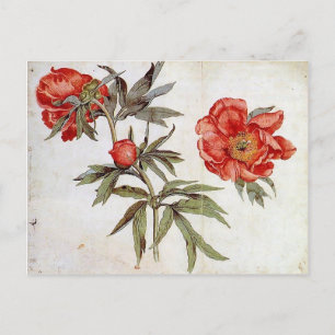 Martin Schongauer: Studie av Peonies Vykort
