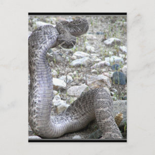 Martinez Tvättar Rattlesnake i kongressen, AZ Vykort