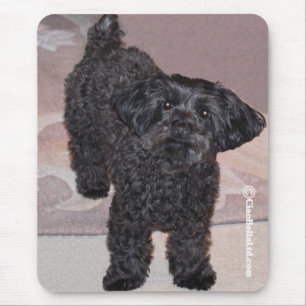 Martini Yorkie-Bajset Musmatta