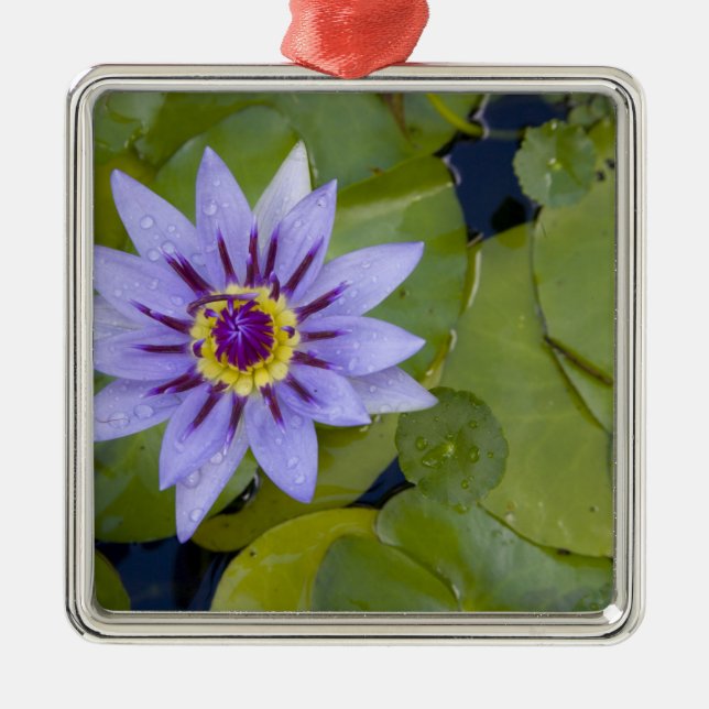 Martinique, Fransk Antilles, Väster Indies, Blue Julgransprydnad Metall (Framsidan)