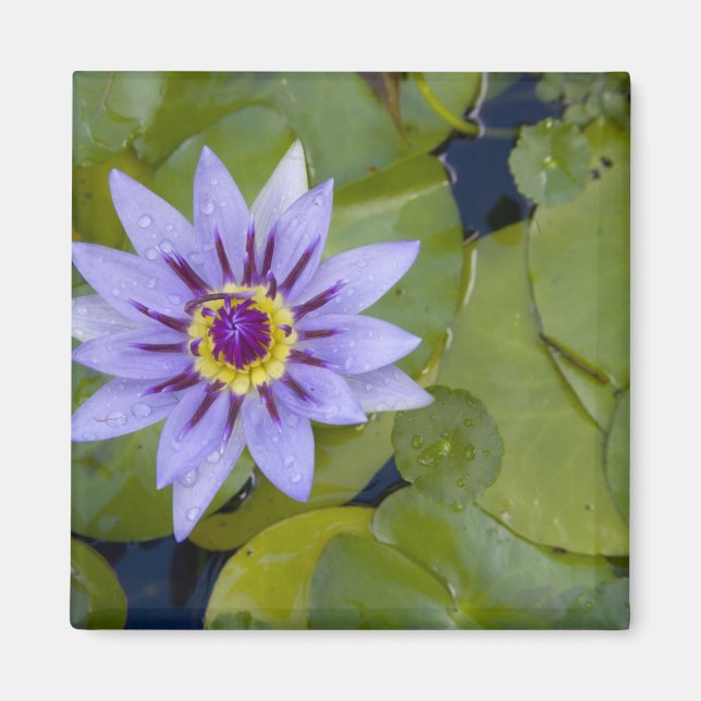 Martinique, Fransk Antilles, Väster Indies, Blue Magnet (Framsidan)