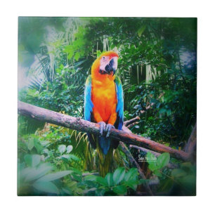Martinique Macaw Kakelplatta