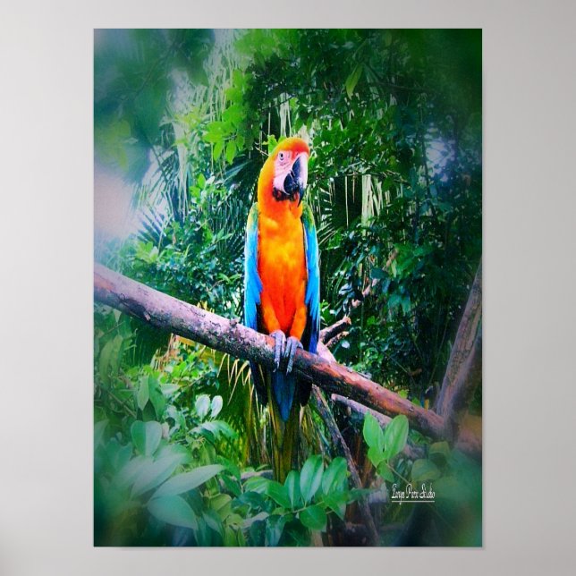 Martinique Macaw Poster (Framsidan)