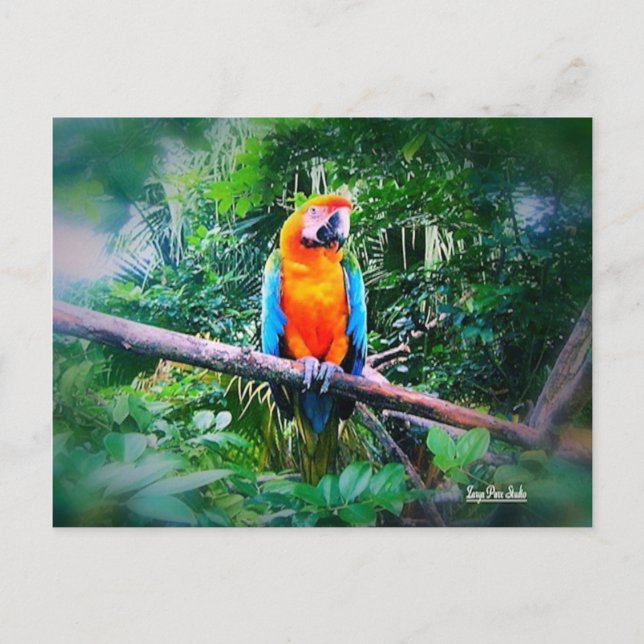 Martinique Macaw Vykort (Framsida)