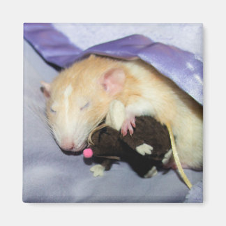 Marty och Teddy Magnet