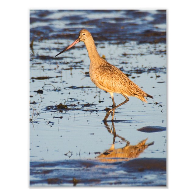 Marved Godwit i Stilla havet Fototryck (Framsidan)