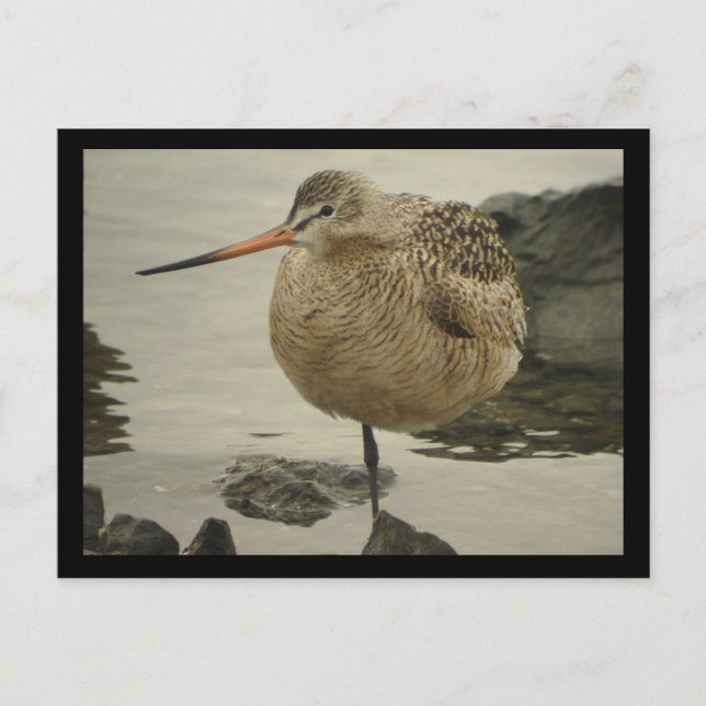 Marved Godwit Postcard Vykort (Framsida)