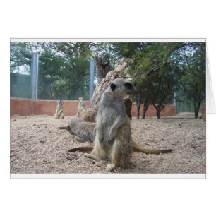 Marvelous Meerkats Hälsningskort