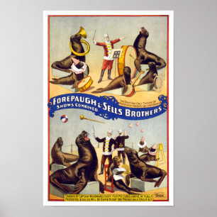 Marvelously utbildad cirkussälar, 1899. Vintage Poster