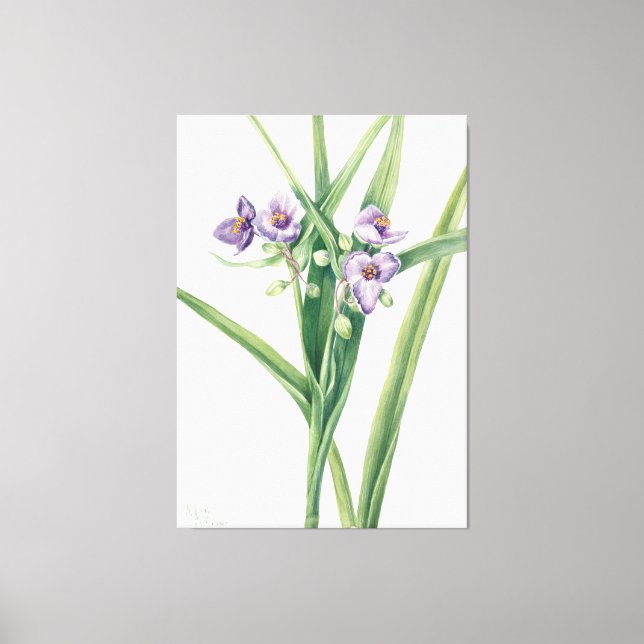 Mary Vaux Walcott art Canvastryck (Framsida)