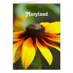 Maryland Black Eyed Susan OBS Kort