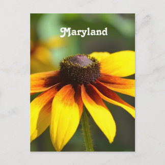 Maryland Black Eyed Susan Vykort