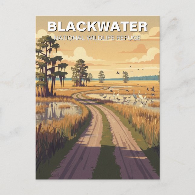 Maryland Blackwater National Wildlife Refuge Vykort (Framsida)