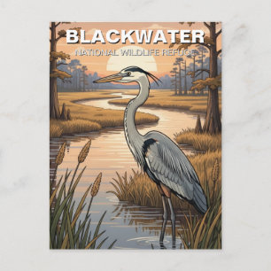 Maryland Blackwater National Wildlife Refuge Vykort