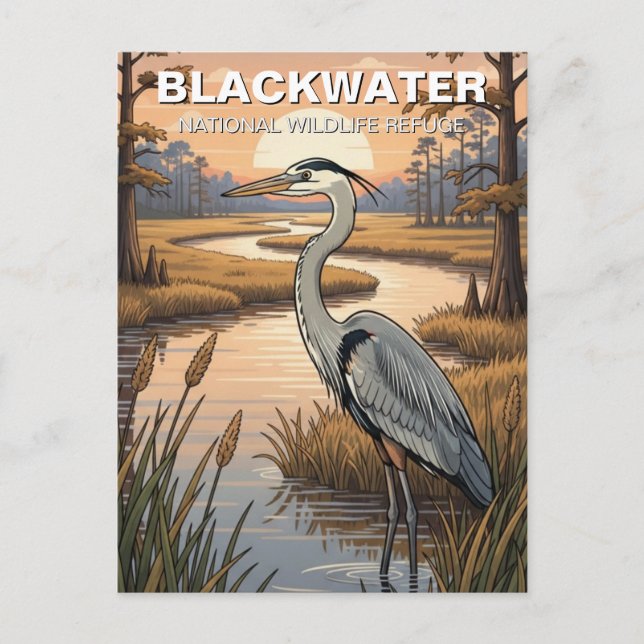 Maryland Blackwater National Wildlife Refuge Vykort (Framsida)