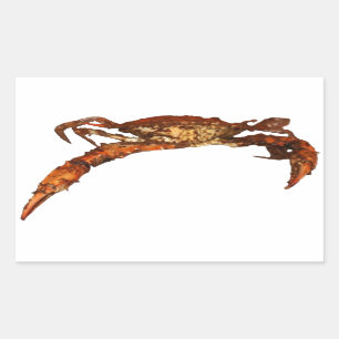 Maryland Blue Crab Rektangulärt Klistermärke