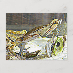 Maryland Blue Crab Vykort
