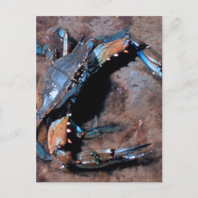 Maryland Blue Crab Vykort (Framsida)
