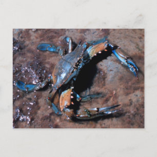 Maryland Blue Crab Vykort