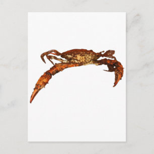 Maryland Blue Crab Vykort