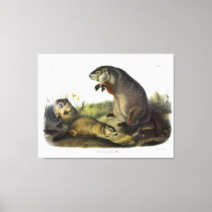 Maryland Marmot, Woodchuck, Groundhog av Audubon Canvastryck