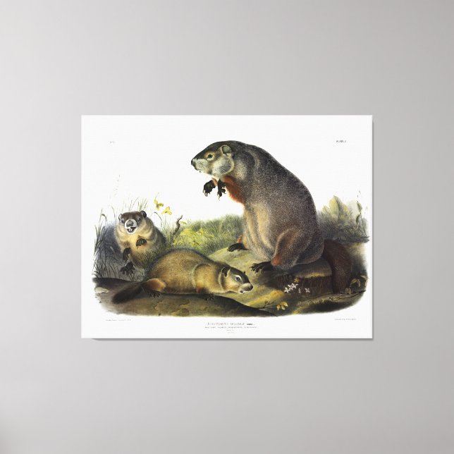 Maryland Marmot, Woodchuck, Groundhog av Audubon Canvastryck (Framsida)