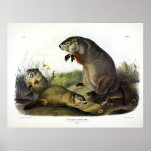 Maryland Marmot, Woodchuck, Groundhog av Audubon Poster