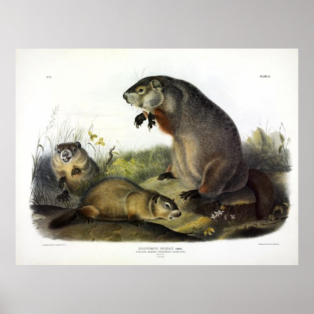 Maryland Marmot, Woodchuck, Groundhog av Audubon Poster (Framsidan)