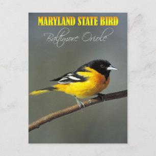 Maryland State Bird - Baltimore Oriole Vykort
