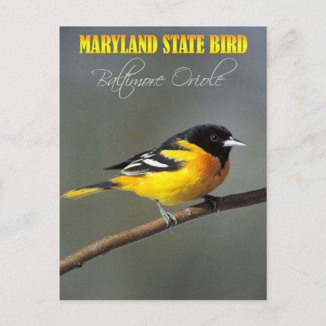 Maryland State Bird - Baltimore Oriole Vykort (Framsida)
