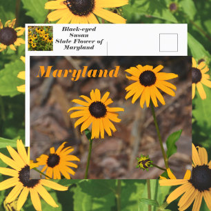 Maryland State Flower Black-eyed Susan Foto Vykort