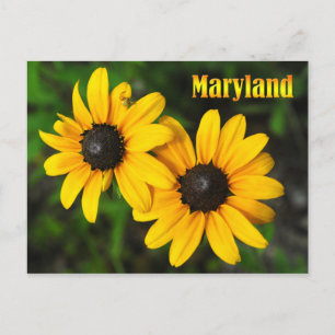 Maryland State Flower: Black-eyed Susan Vykort